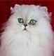 Gato Persa