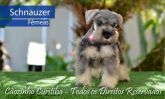 Schnauzer