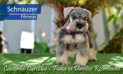 Schnauzer