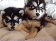 Filhotes de Husky Siberiano.