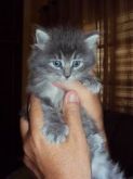 Mine gatinho