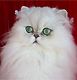 Gato Persa