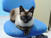 Gatinho