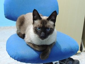 Gatinho